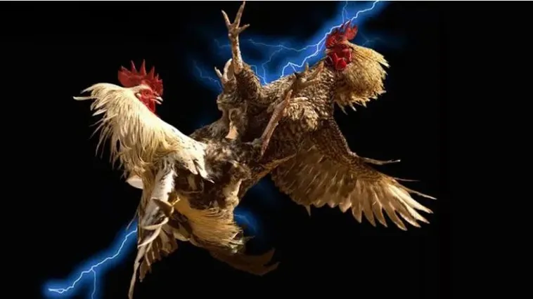 Trải Nghiệm Đá Gà King88 Với Tỷ Lệ Thắng Cao Và Kinh Nghiệm Thực Chiến