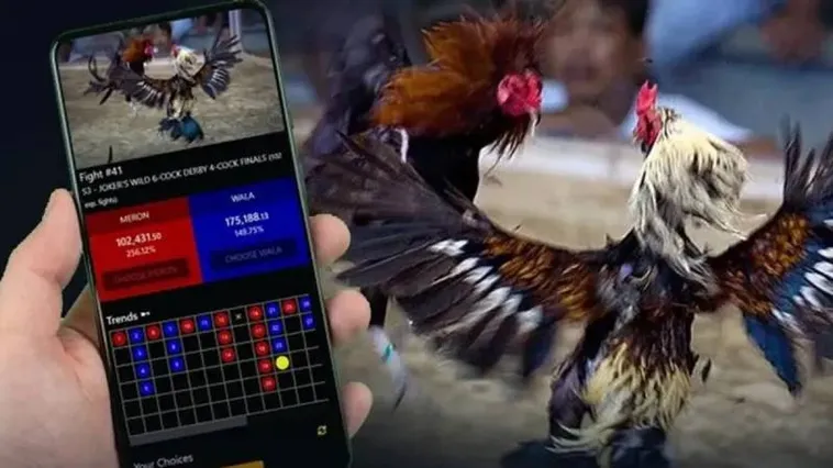 Trải Nghiệm Đá Gà King88 Với Tỷ Lệ Thắng Cao Và Kinh Nghiệm Thực Chiến